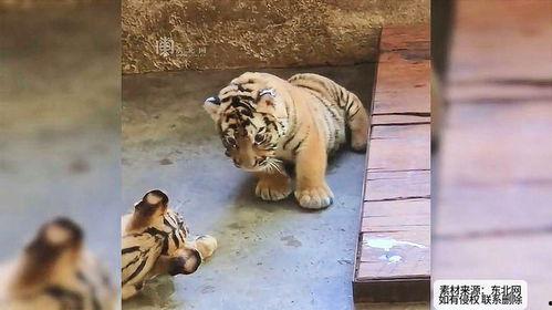 三只小老虎吃瓜群众,三只小老虎的瓜田奇遇记