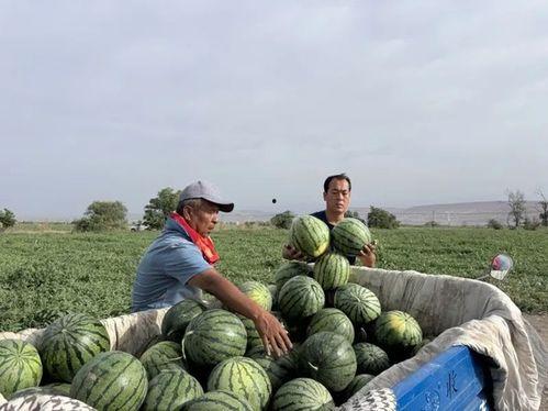 梁山西昌吃瓜群众事件,网络围观下的社会现象解析