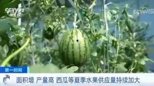 吃瓜群众路过西瓜,瞬间被甜蜜滋味征服